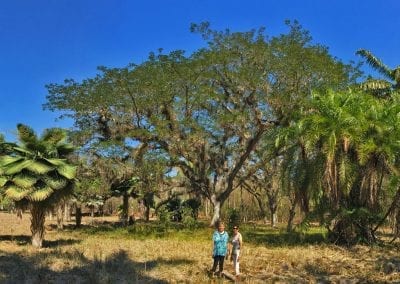 cienfuegos jardin botanico cuba