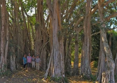 cienfuegos jardin botanique