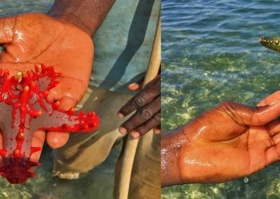 etoiles de mer zanzibar