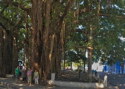 ficus cienfuegos cuba