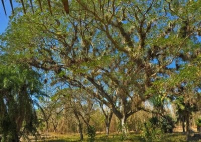 jardin botanique cuba