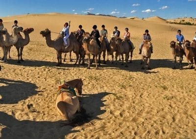 desert de gobi mongolie chameaux