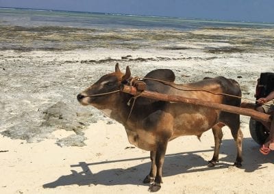 zanzibar beach