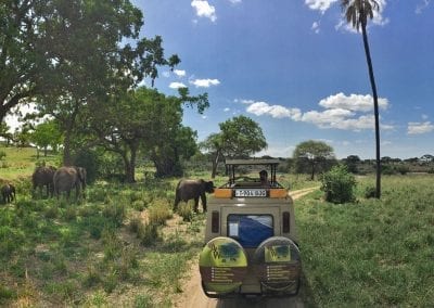 tarangire national park tanzanie