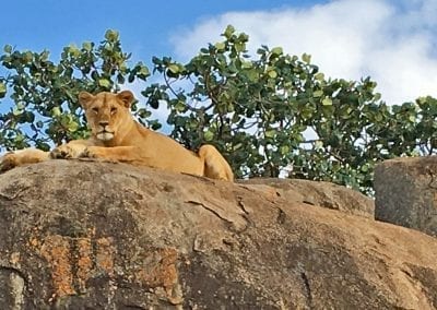 lion du serengeti tanzanie