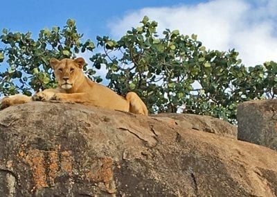 lion du serengeti tanzanie