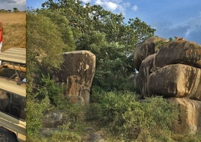 lion du serengeti tanzanie