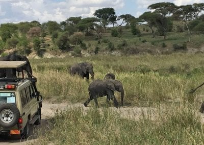 elephants tarangire national park tanzanie