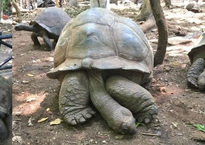 tortues geantes changgu island zanzibar