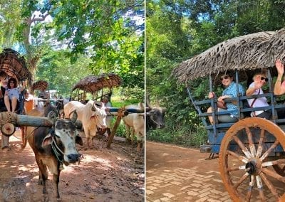 campagne sri lanka