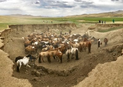 chevaux mongols mongolie