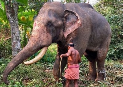 elephant