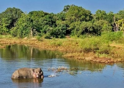 elephant sri lanka