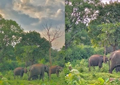 elephants sauvages du sri lanka