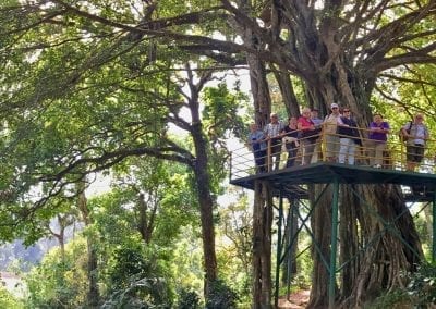 jungle trek