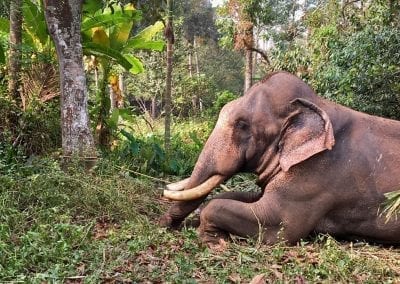 kerala elephant