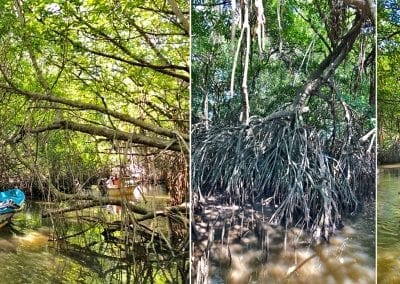 mangrove sri-lanka