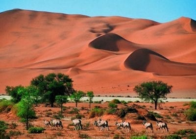 Découverte de la Namibie sauvage du 11 au 27 avril 2024