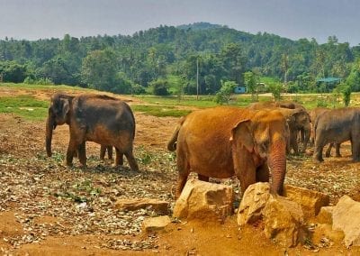 pinnawela elephants sri lan