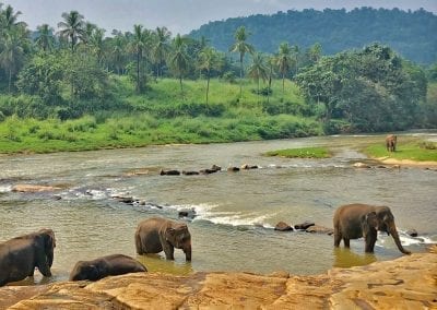 pinnawela sri lanka