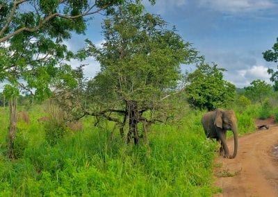 safari elephant sri lanka