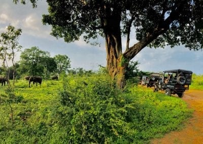 safari uda walawa sri lanka