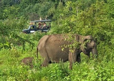 sri lanka safari