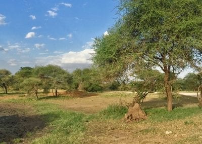 safari tarangire tanzanie