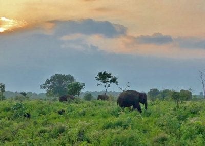 uda walawe national park sr