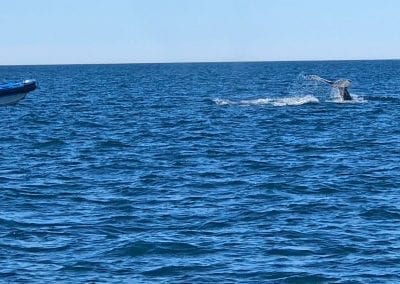 baleines islande