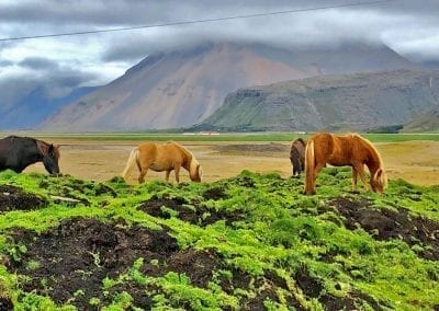 chevaux islandais