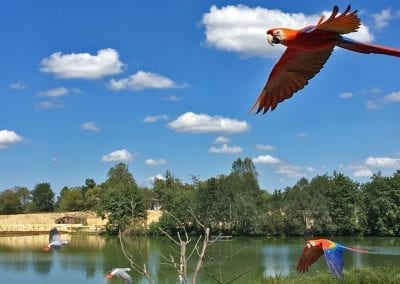 parc aux oiseaux dombes