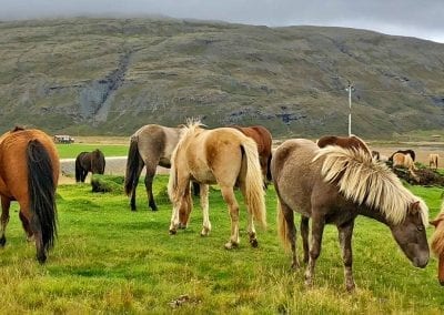 islande chevaux