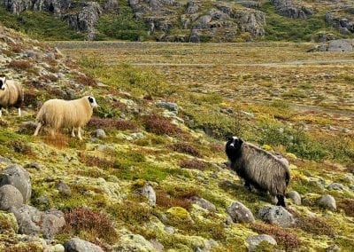 islande moutons