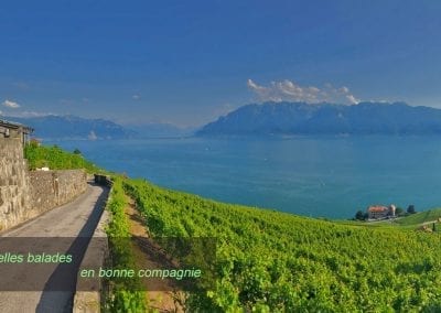 vignoble de lavaux lac leman suisse