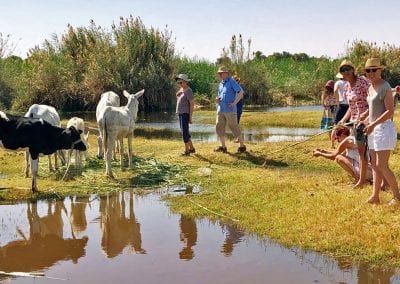 vie rurale au bord du nil