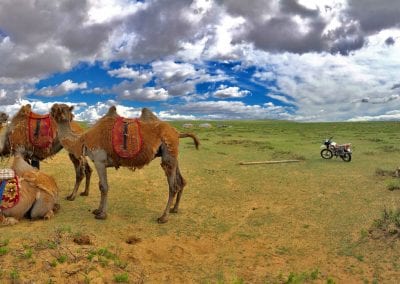 chameaux de gobi mongolie