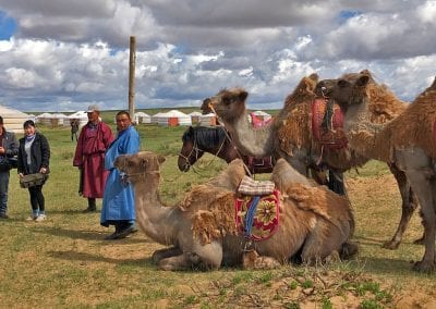 chameaux de mongolie