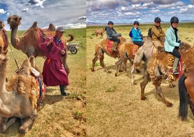 chameaux de mongolie desert