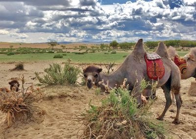 chameaux du desert mongolie