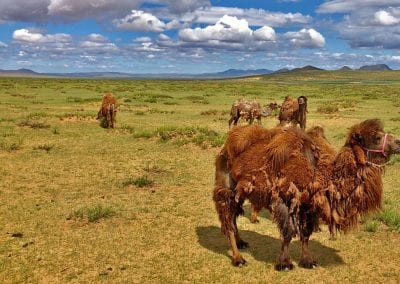 chameaux gobi mongolie