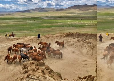 chevaux de mongolie