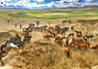 chevaux mongolie