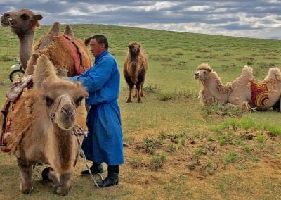 gobi mongolie chameaux