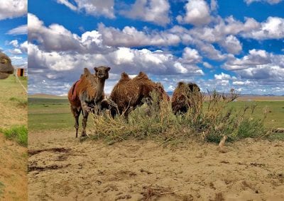 les dzodzets en mongolie