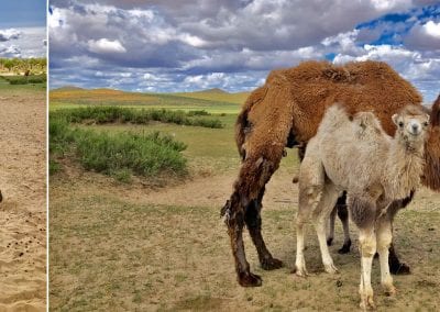 mongolia camels