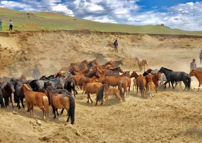 mongolie capture chevaux