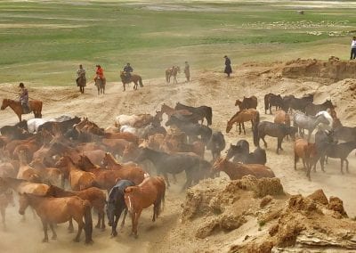 mongolie capture chevaux ur