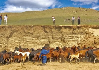 mongolie chevaux