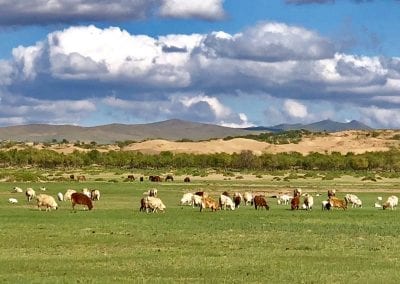 mongolie paturages de la st